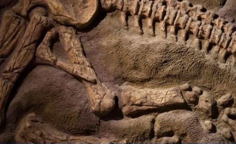 DESCUBREN RESTOS DE UNA ESPECIE QUE EXISTIÓ ANTES DE LOS DINOSAURIOS, Y SU ORIGEN DESCONCIERTA A CIENTÍFICOS