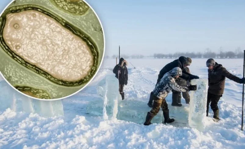 AMENAZA PANDÉMICA: PERMAFROST SIBERIANO LIBERA VIRUS ZOMBIE