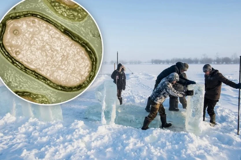 AMENAZA PANDÉMICA: PERMAFROST SIBERIANO LIBERA VIRUS ZOMBIE