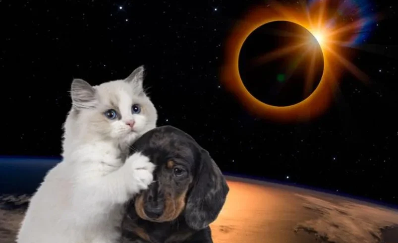 ECLIPSE SOLAR DEL 8 DE ABRIL: ¿CÓMO CUIDAR A TUS MASCOTAS?