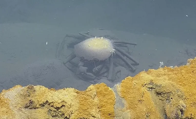Conoce el “jacuzzi de la desesperanza” ubicado en el Golfo de México