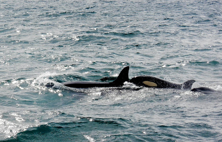 El Pulpo Más Grande del Mundo: Enteroctopus dofleini